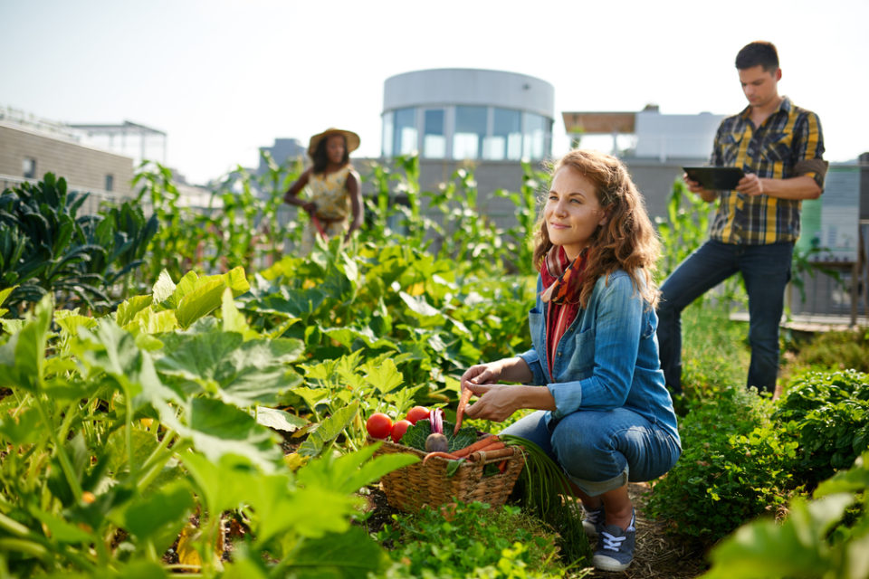 Agriculture-urbaine-960x640.jpg